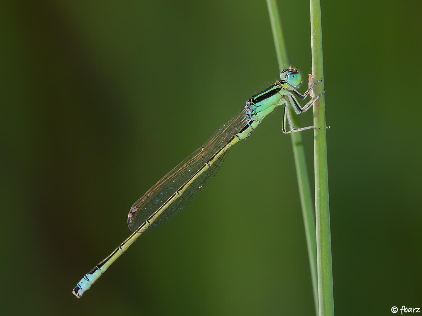 Male Scarce Blue-tailed Damselfly by Frederic Barszezak